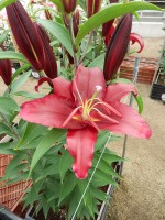 [5338 Petrolia Mak No02.JPG]